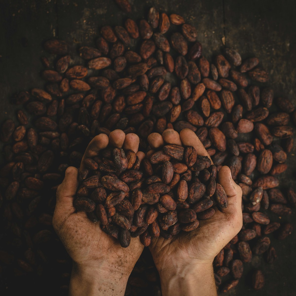 Tlaxquita semilla de cacao en grano — Producto solidario Tlaxcala